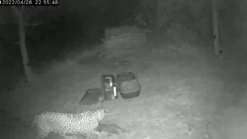 Díky záchranářům se leopardí matka znovu setkala s mláďaty. Byla u toho kamera